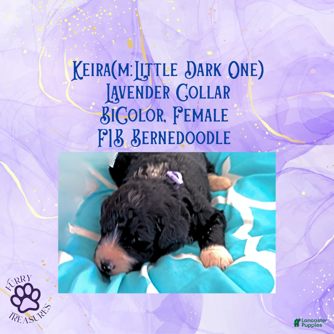 Mini Bernedoodle dogs for sale: Kian “Blue Collar” Male - Ad 29