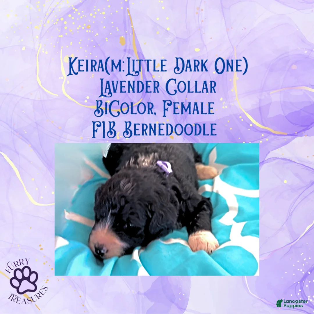 Mini Bernedoodle dogs for sale: Kian “Blue Collar” Male - Ad 45