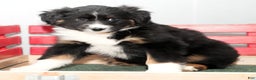 Australian Shepherd dogs for sale: Callie - Ad 5