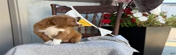 Goldendoodle dogs for sale: Corrie - Ad 8