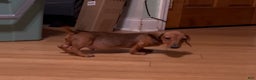 Miniature Dachshund dogs for sale: Miniature Dachshund red smooth - Ad 9