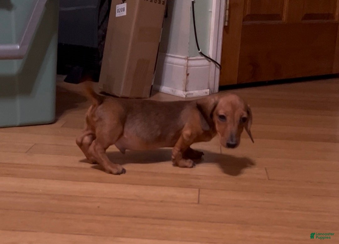 Miniature Dachshund dogs for sale: Miniature Dachshund red smooth - Ad 9