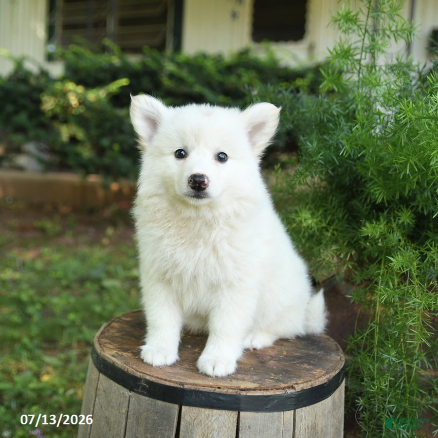 American Eskimo dogs Fancy - Ad 1