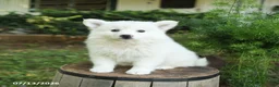 American Eskimo dogs for sale: Fancy - Ad 1