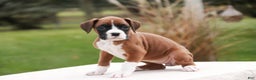 Boxer dogs for sale: Clara - Ad 8