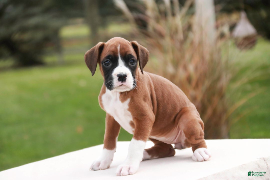 Boxer dogs for sale: Clara - Ad 8