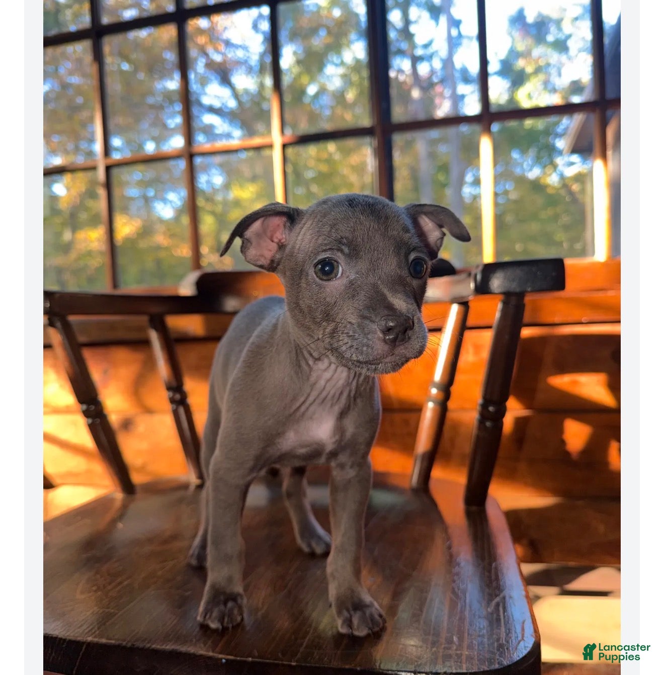 Mixed Breed dogs for sale: Mixed Breed 2 - Ad 14