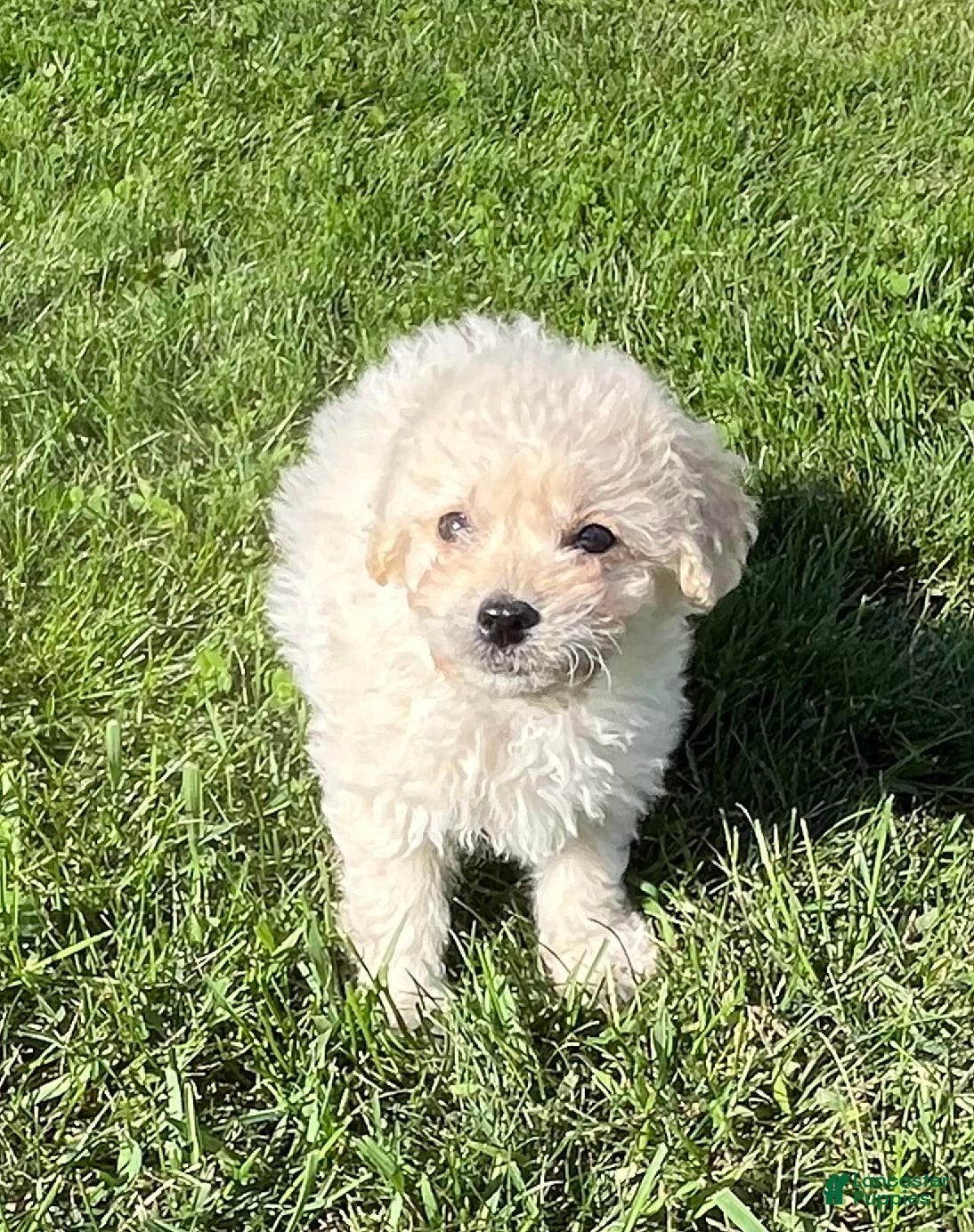 Doodle / designer cross (Doodle / designer cross, Male) in Colts Neck, NJ