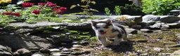 Siberian Husky dogs for sale: Crystal - Ad 3