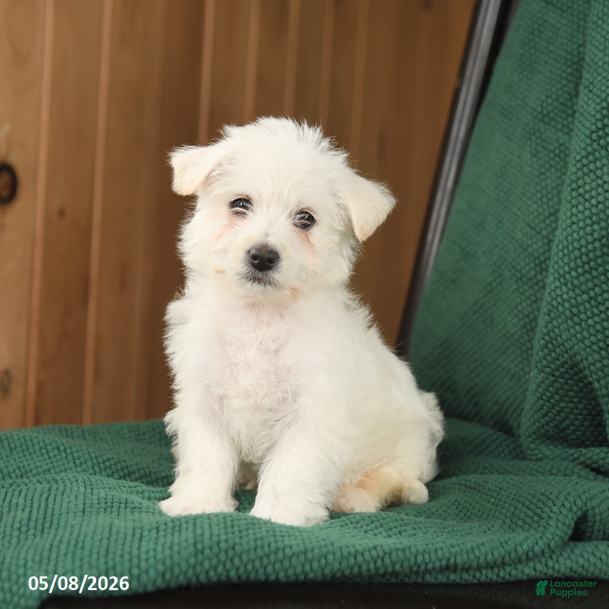 Westiepoo dogs Rosa  - Ad 2