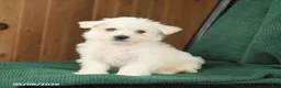 Westiepoo dogs for sale: Rosa  - Ad 2
