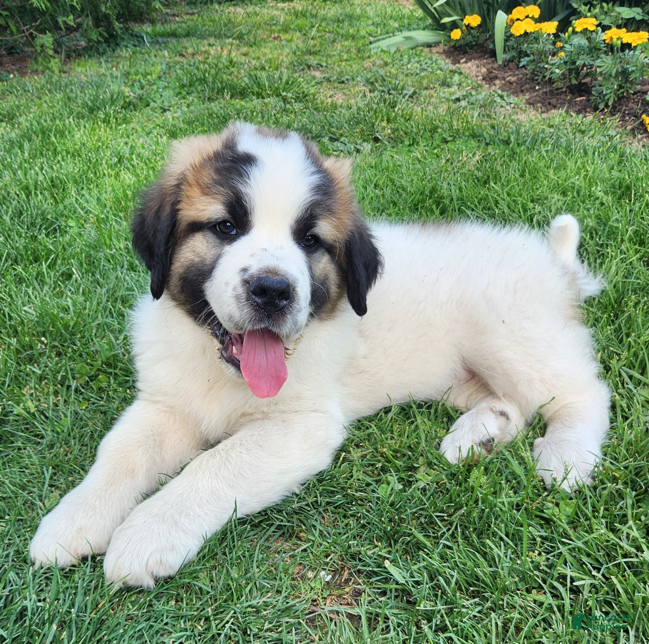 Mixed Breed dogs Doogen - Ad 2