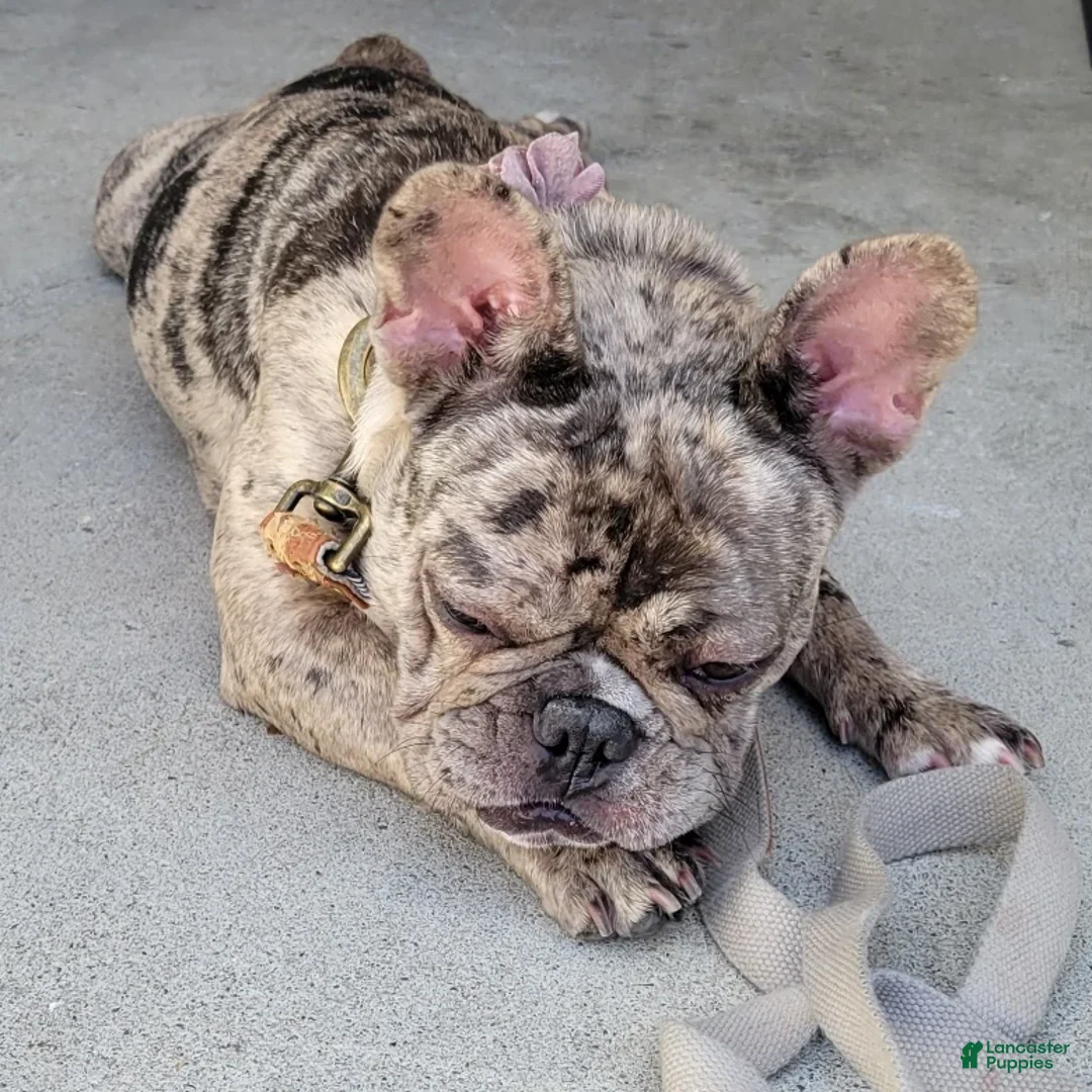 French Bulldog dogs for sale: French Bulldog Puppy 4 - Ad 2