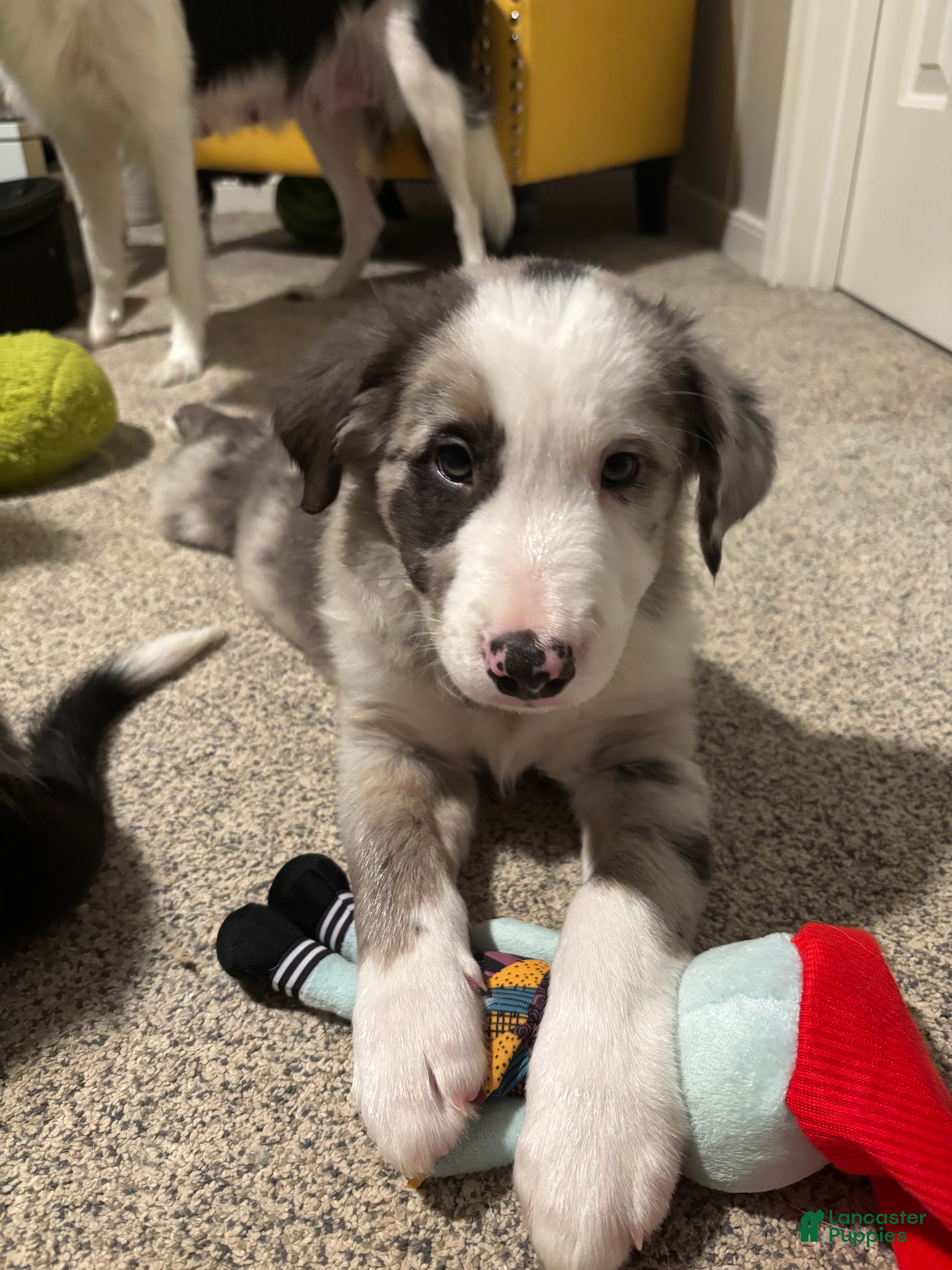 Border Collie dogs Jax - Ad 38