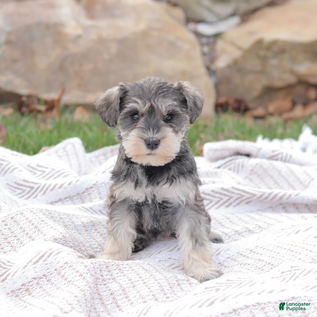 Miniature Schnauzer dogs for sale: Queen Of Sweden - Ad 1