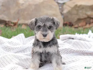 Miniature Schnauzer dogs for sale: Queen Of Sweden - Ad 1