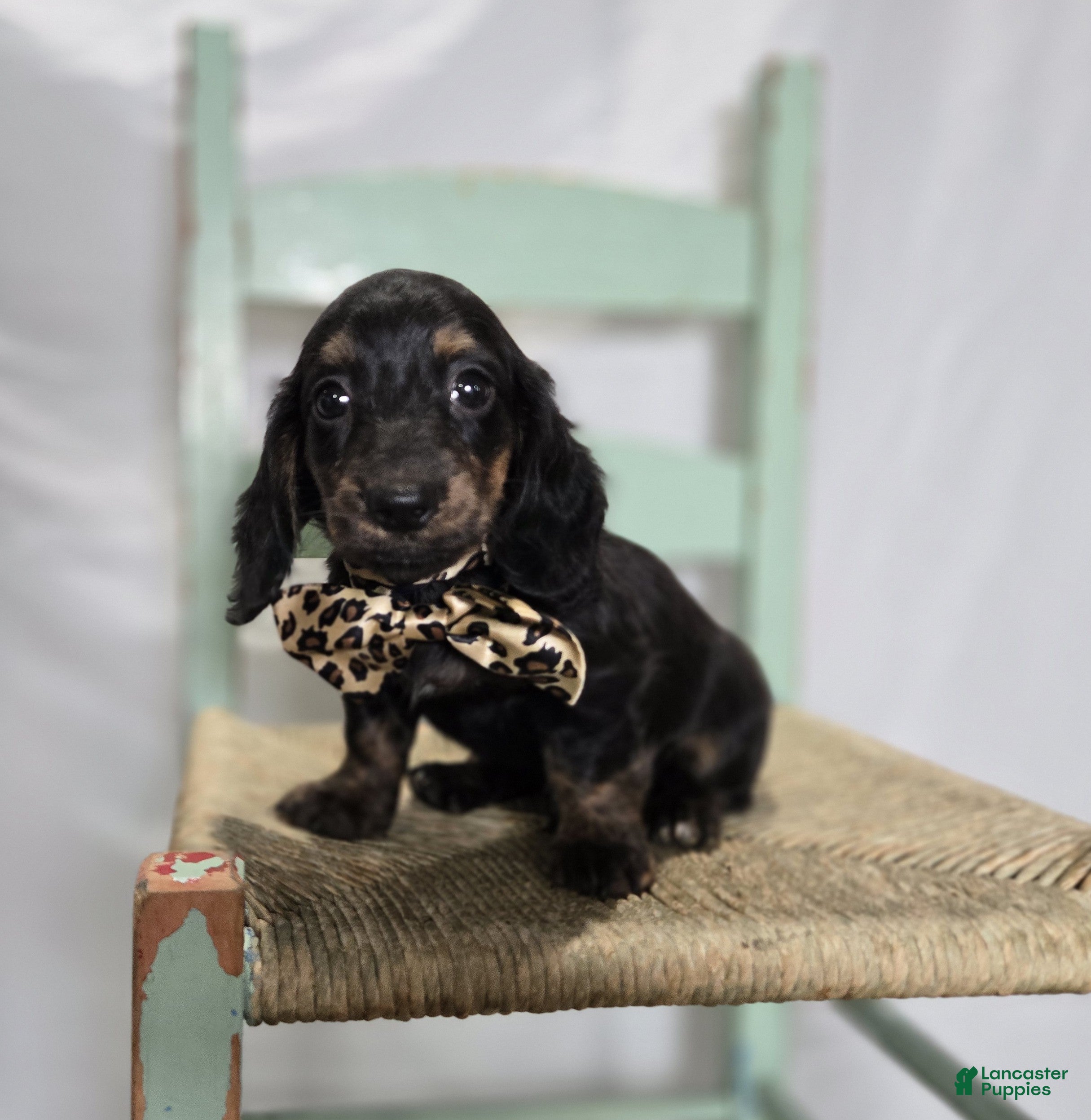 Miniature Dachshund dogs Trigger - Ad 1