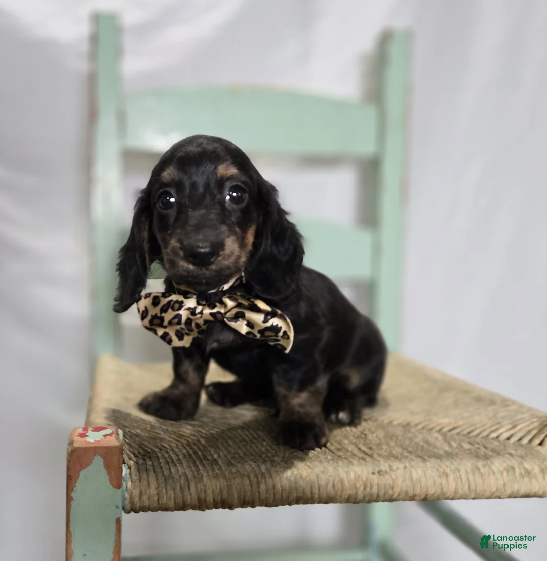 Miniature Dachshund dogs for sale: Trigger - Ad 1