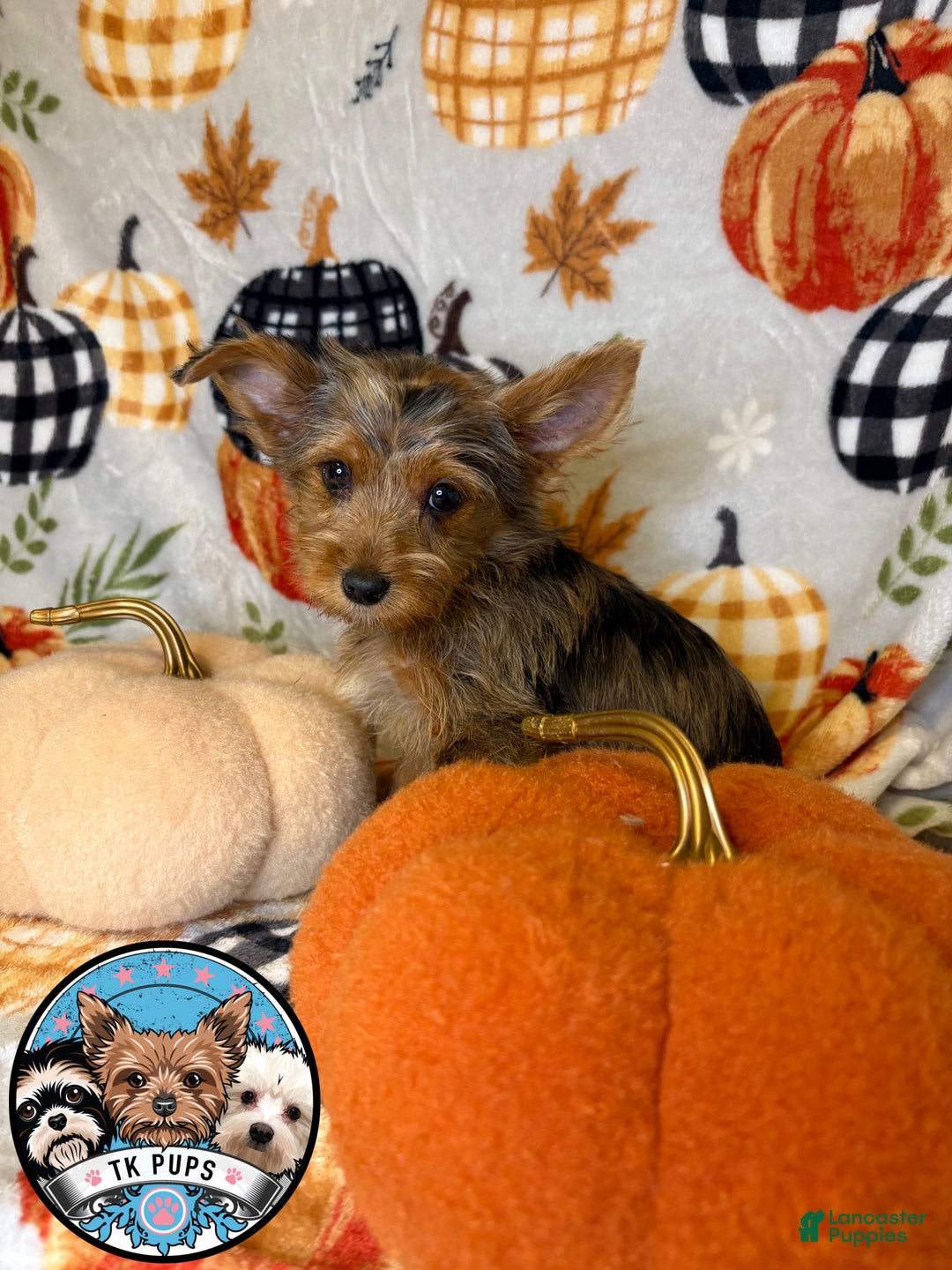 Yorkshire Terrier dogs for sale: Yorkshire Terrier Puppy 2 - Ad 1