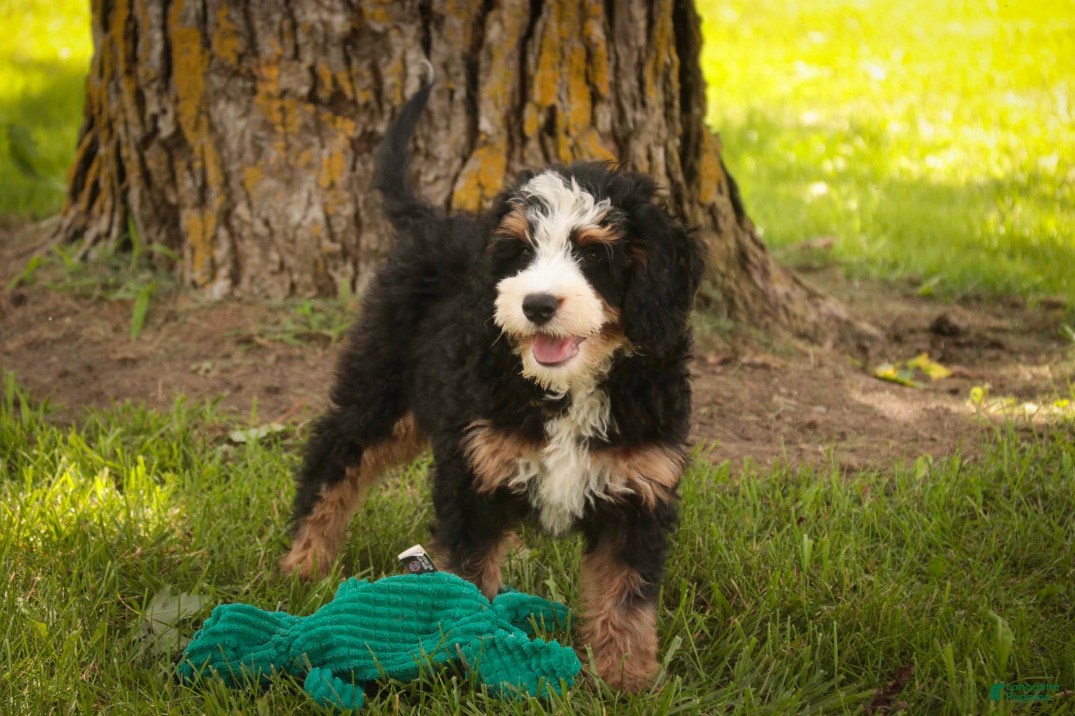 Mini Bernedoodle dogs Mooney Mini Bernedoodle  - Ad 2