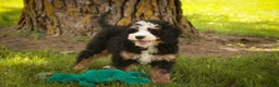 Mini Bernedoodle dogs for sale: Mooney Mini Bernedoodle  - Ad 13