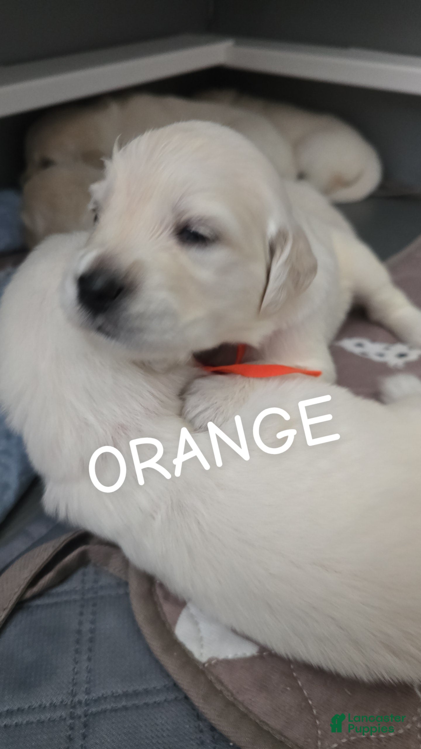 Golden Retriever dogs Golden Retriever 8 - Ad 19
