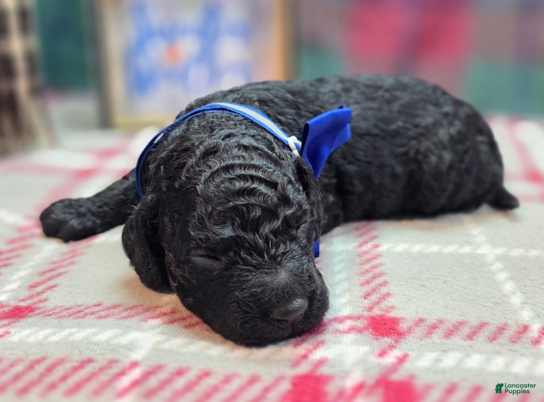 Cockapoo dogs for sale: Foggy - Ad 39