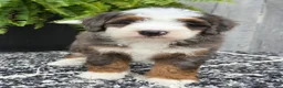 Mini Bernedoodle dogs for sale: Mini Remi - Ad 20