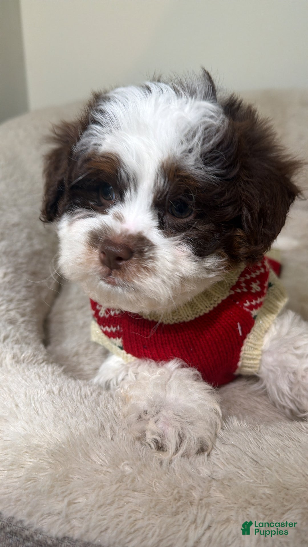 Shihpoo dogs for sale: Oakley  - Ad 1