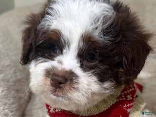 Shihpoo dogs Oakley - Ad 33