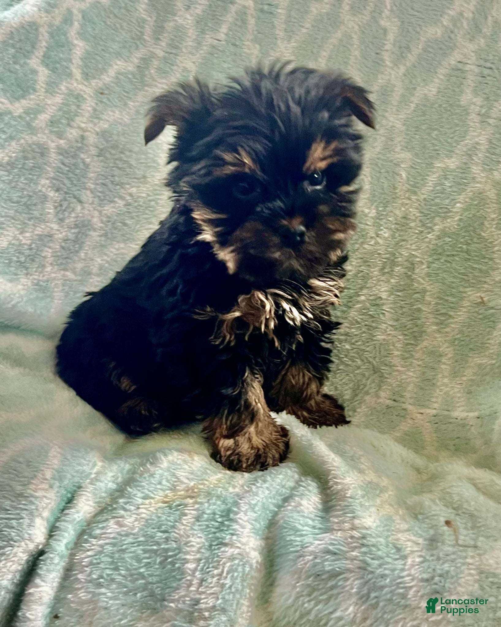 Yorkshire Terrier dogs Toby - Ad 2