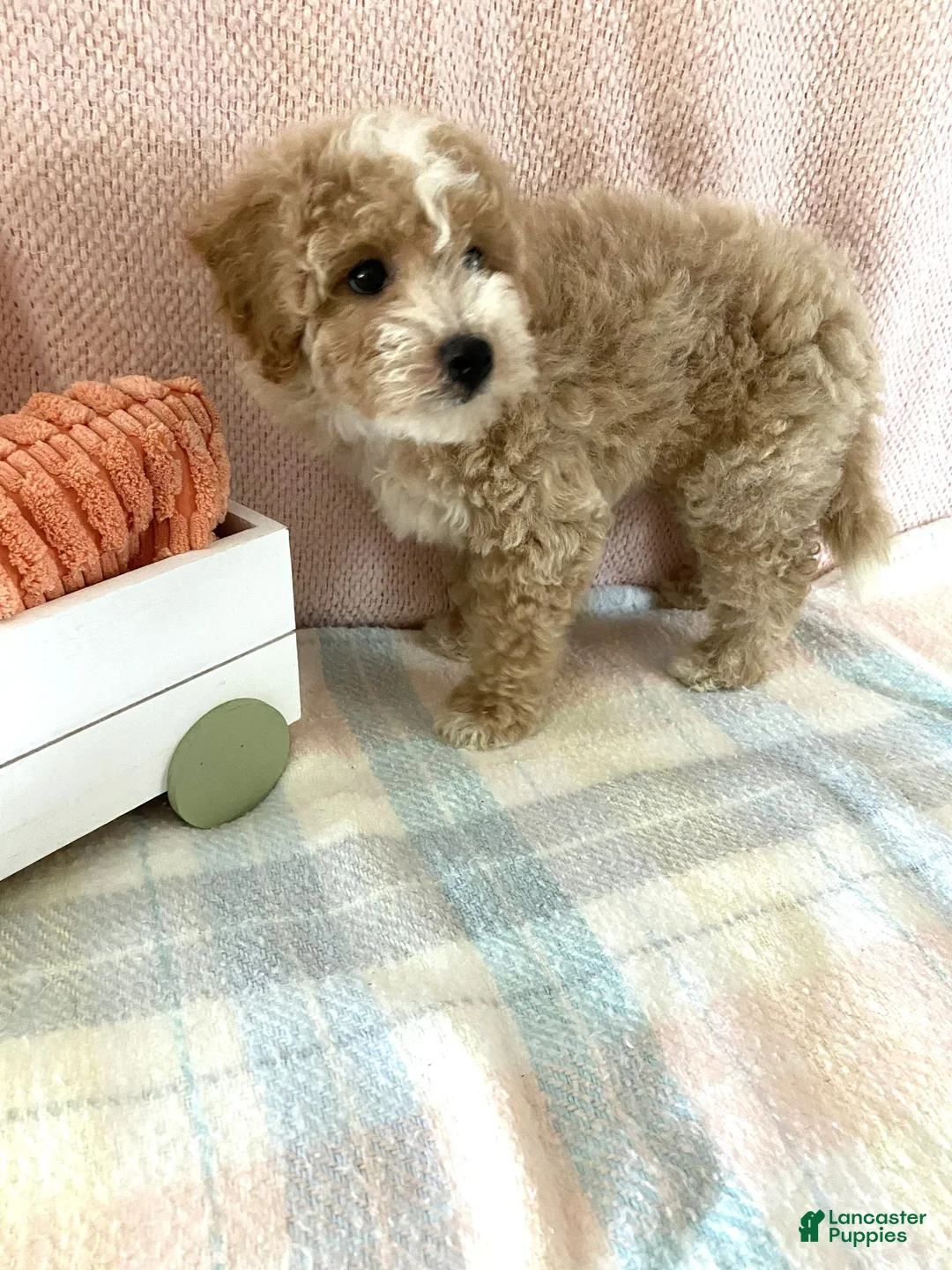 Bichpoo dogs for sale: Bichpoo 1 Candy - Ad 3