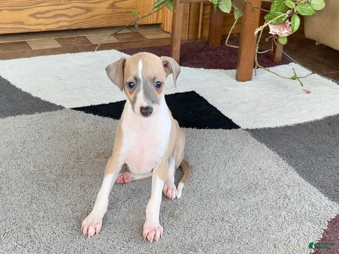Italian Greyhound dogs for sale: Trina - Ad 4