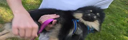 Pomeranian dogs for sale: Pomeranian 1 - Ad 8