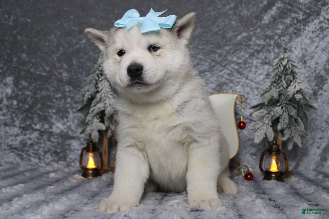 Pomsky dogs for sale: Aelin  - Ad 5