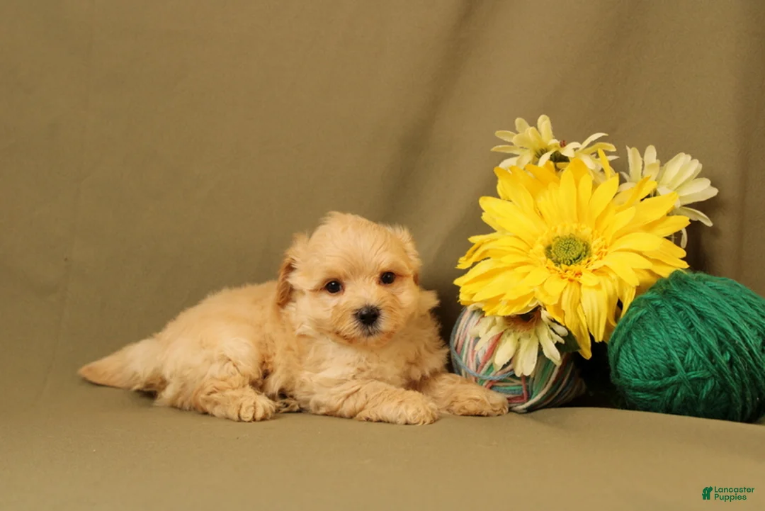 Maltipoo dogs for sale: Larry - Ad 4