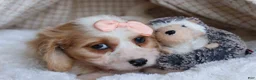 Cavachon dogs for sale: RHODA - Ad 8
