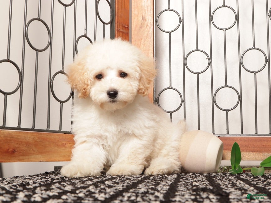 Maltipoo dogs Rusty Affectionate Maltipoo - Ad 1