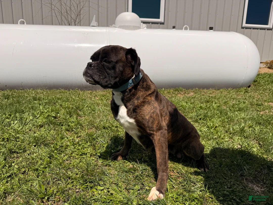 Boxer dogs for sale: Pepper - Ad 5