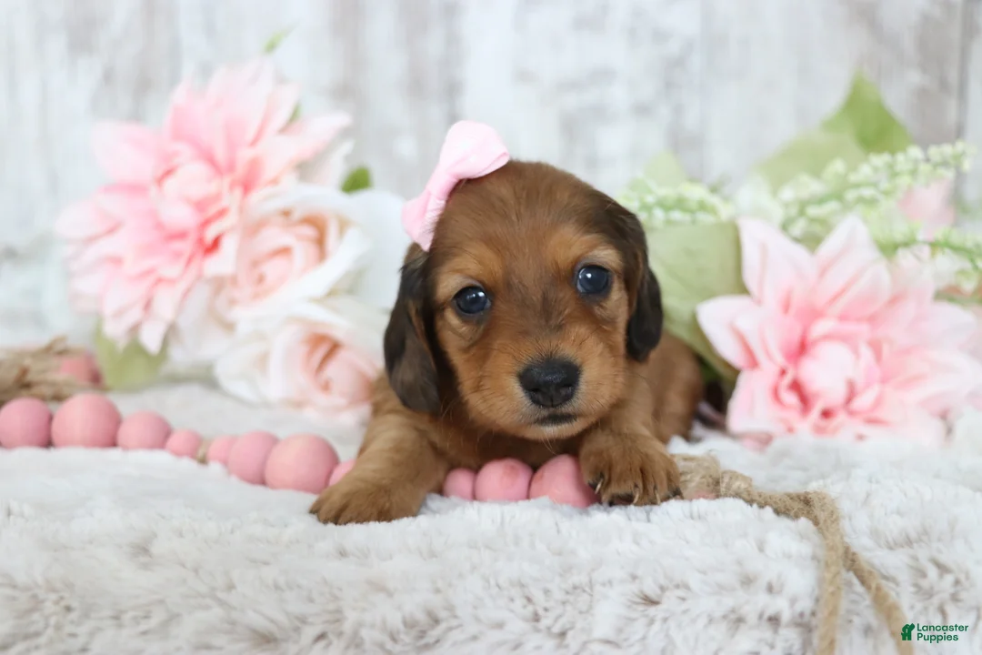 Miniature Dachshund dogs for sale: Muffin  - Ad 2