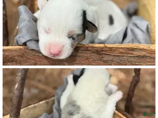 Mixed Breed dogs Mismark Merle- white face - Ad 11