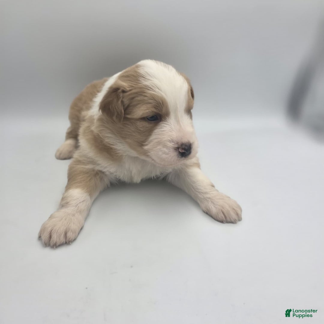 Australian Shepherd dogs for sale: Leia - Ad 5