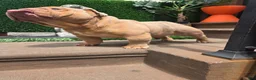 English Bulldog dogs for stud: OPEN FOR STUD - Ad 20