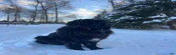Newfoundland dogs for sale: Ember - Ad 12