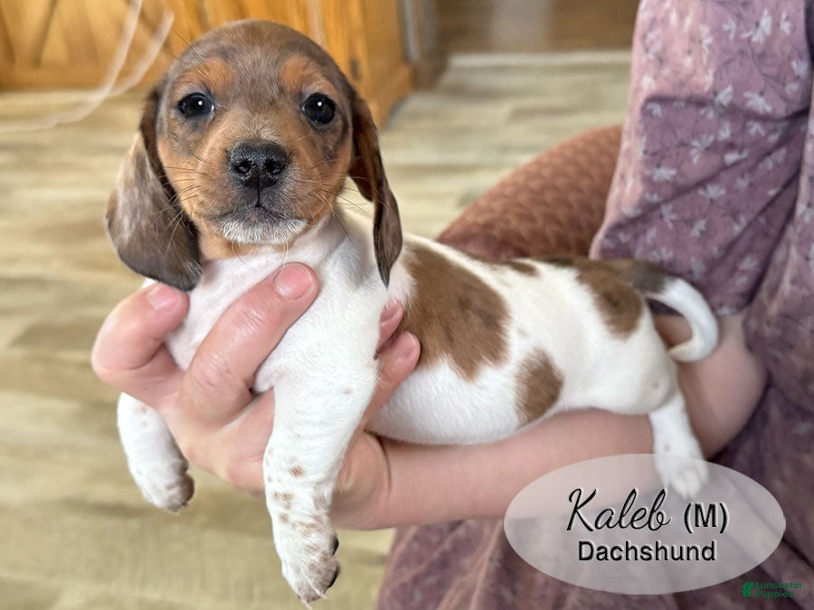 Dachshund dogs Kaleb - Ad 8