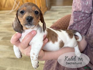 Dachshund dogs Kaleb - Ad 8