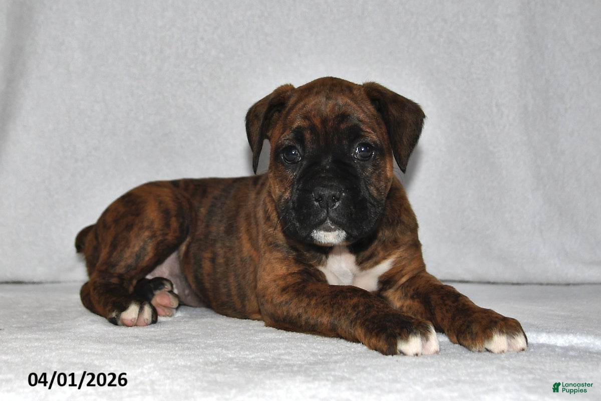 Boxer dogs Makenzie - Ad 2
