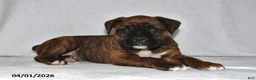 Boxer dogs for sale: Makenzie - Ad 2