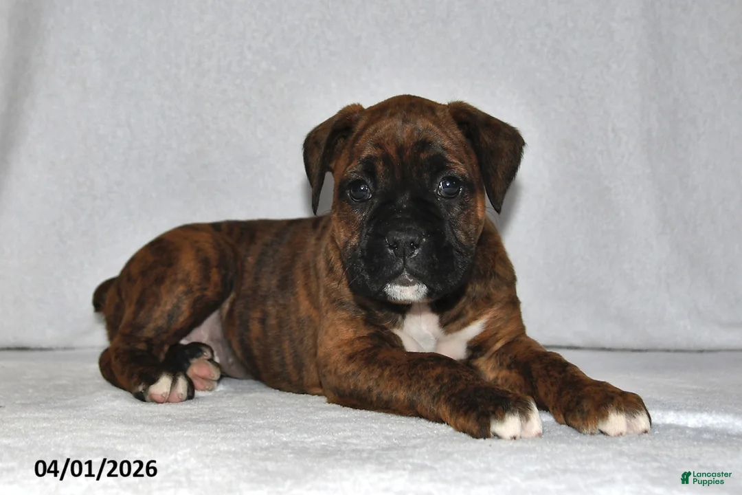 Boxer dogs for sale: Makenzie - Ad 2