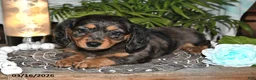 Dachshund dogs for sale: Rila - Ad 4